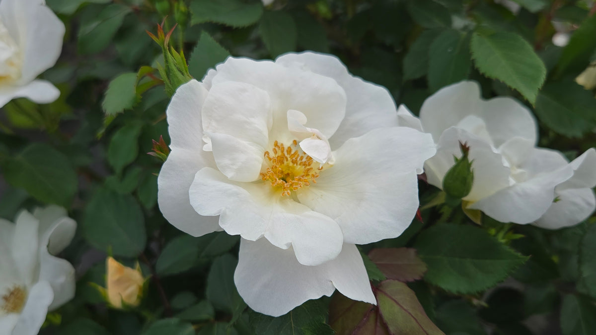 Knock Out® White | Rose