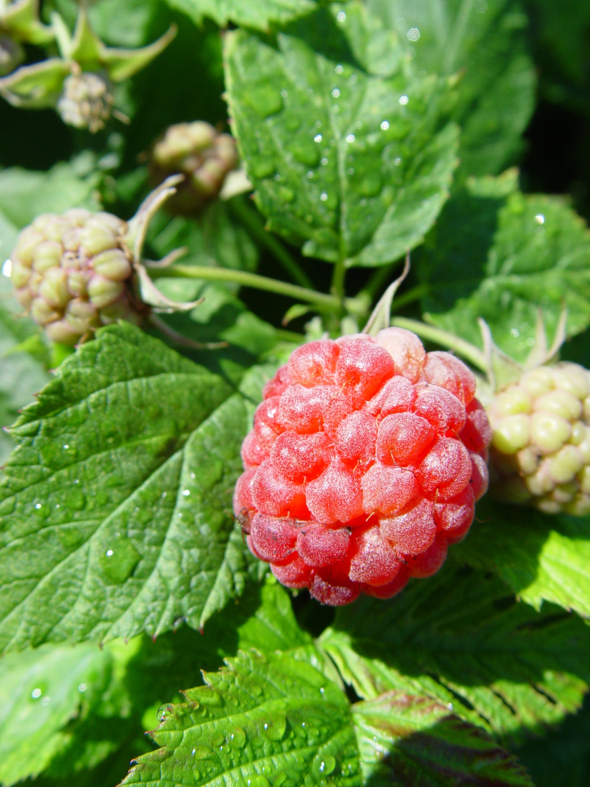 Raspberry Shortcake Red Red Raspberry (Rubus 'Raspberry Shortcake')