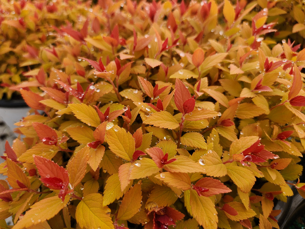 Double Play® Candy Corn® Spirea (Spiraea japonica Double Play® Candy Corn®)