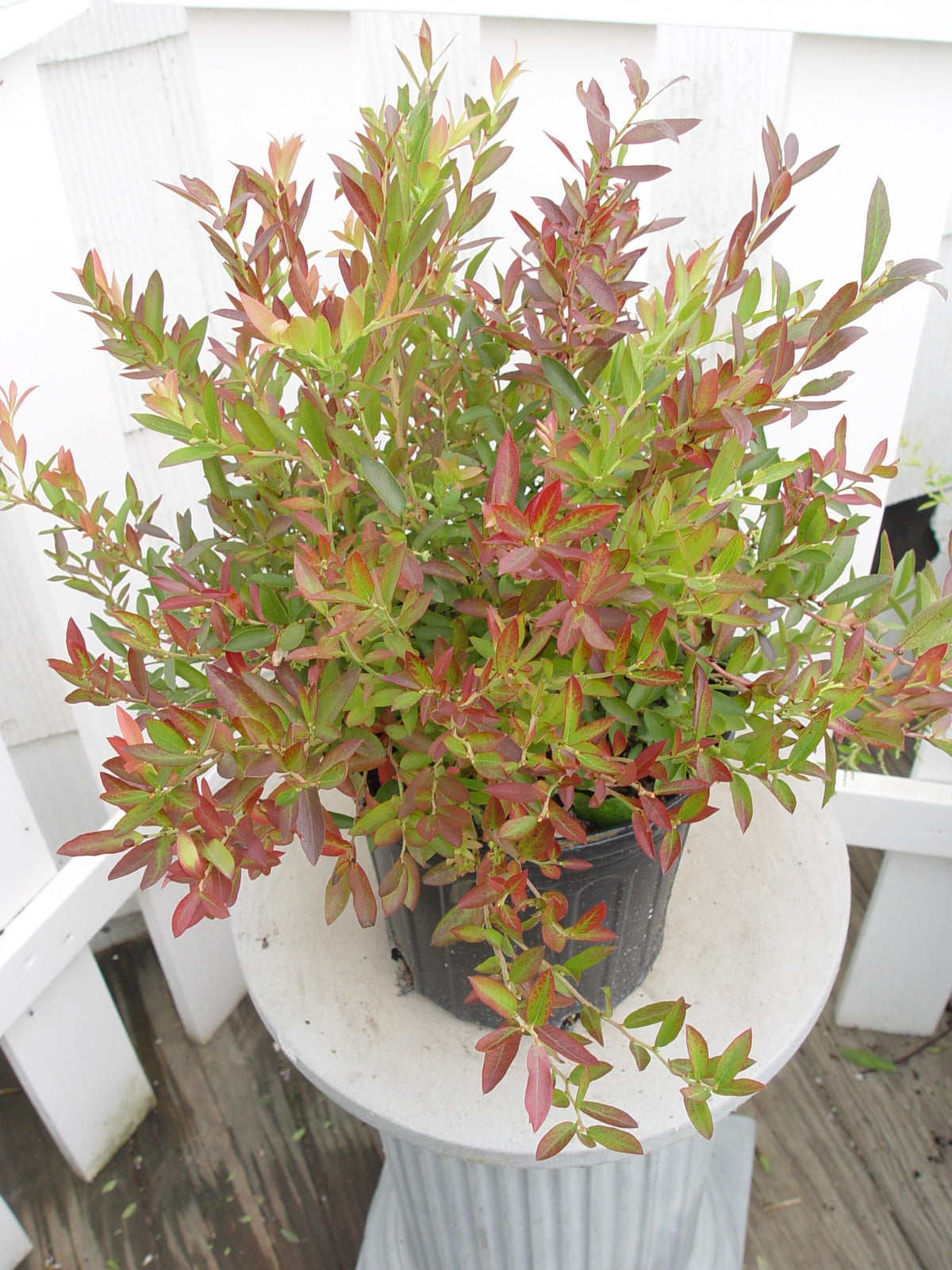 Burgundy | Lowbush Blueberry