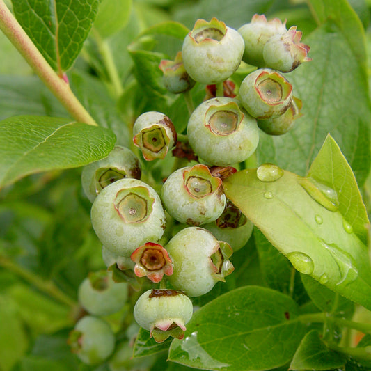 Patriot Highbush Blueberry - photo 2