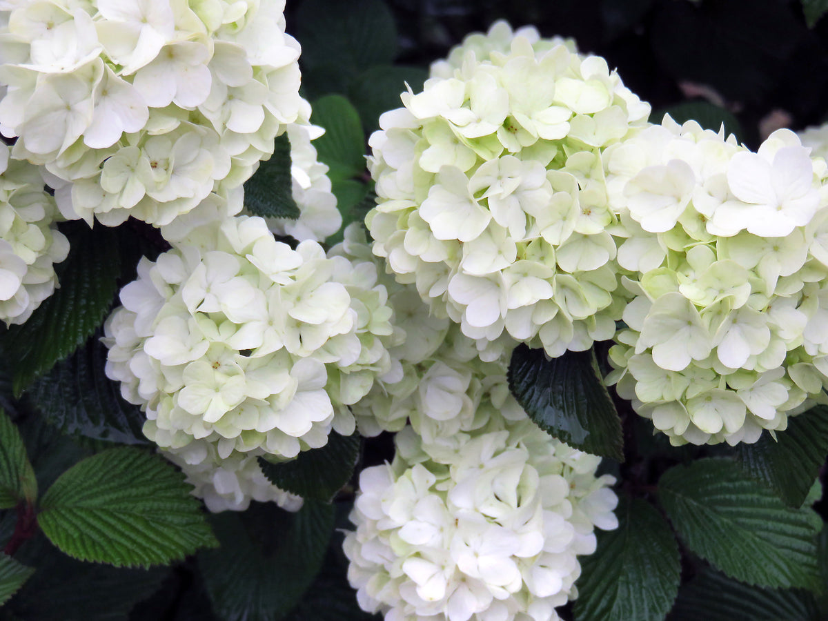 Opening Day Viburnum (Viburnum plicatum 'Opening Day')