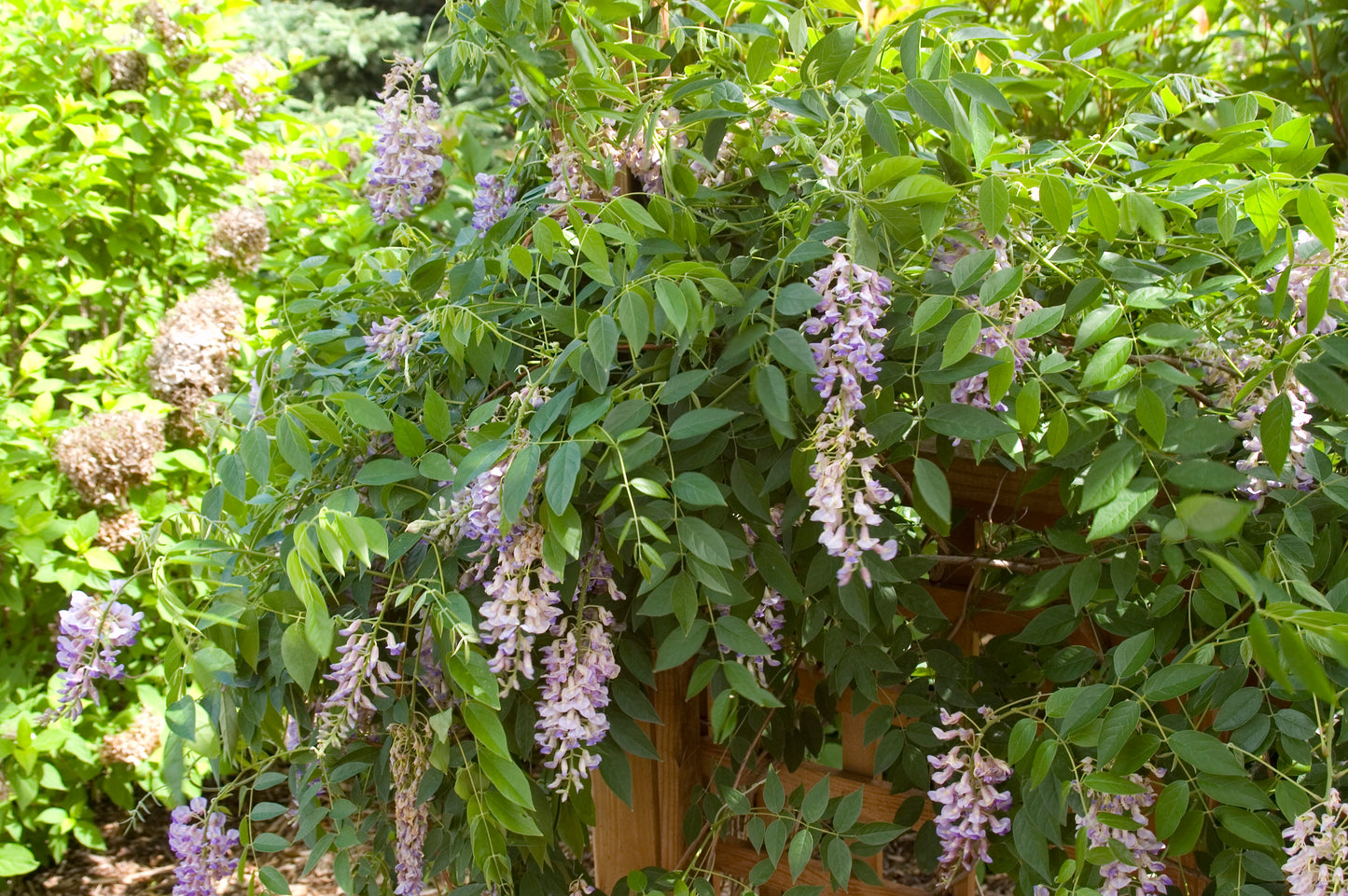Summer Cascade | Wisteria