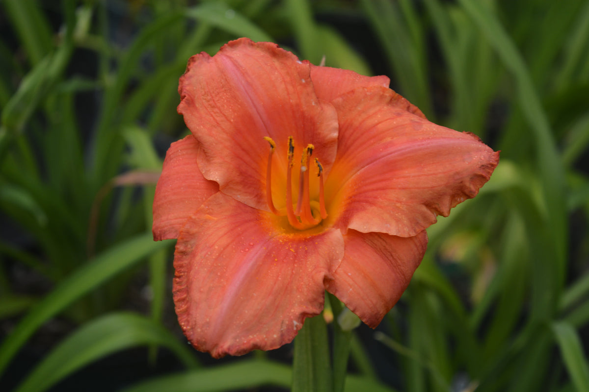 South Seas Daylily (Hemerocallis 'South Seas')