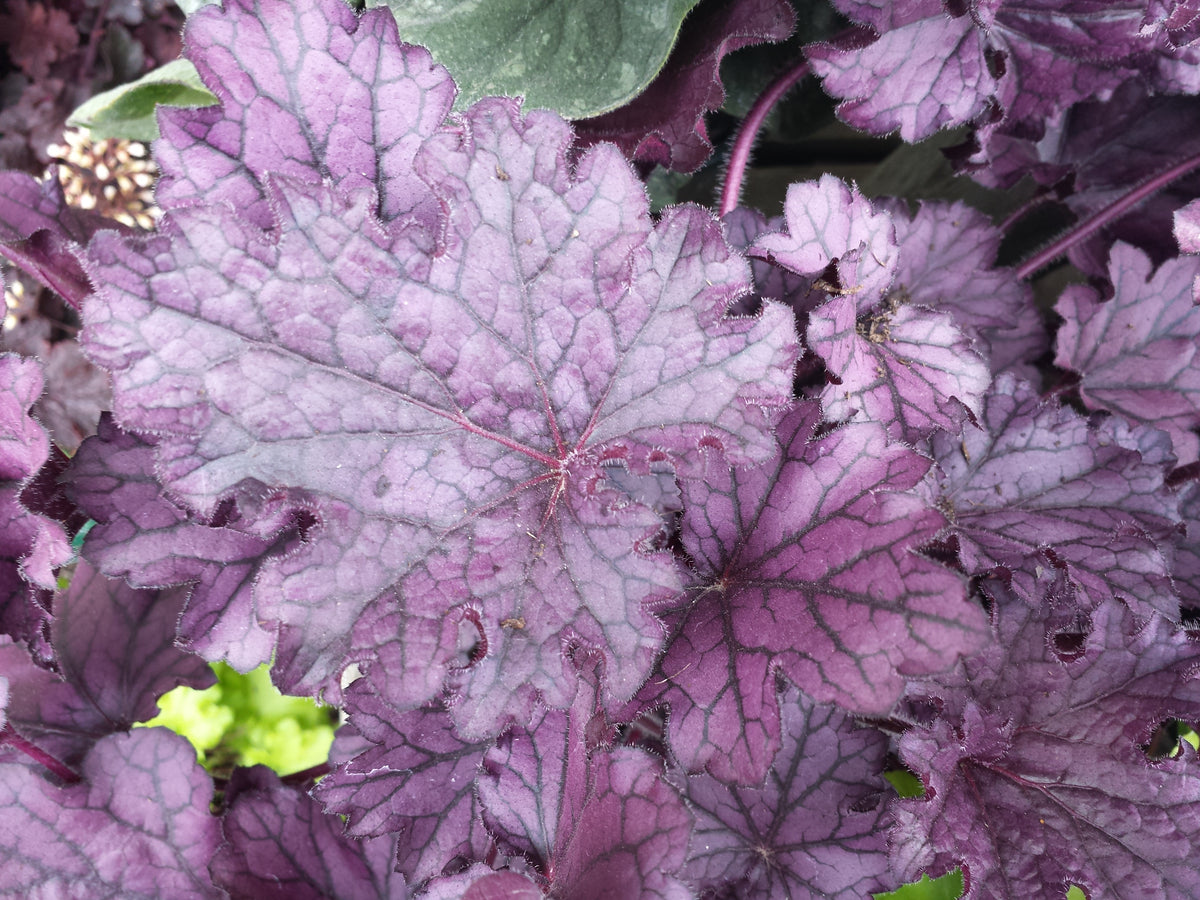 Forever® Purple Coral Bells (Heuchera 'Forever Purple')