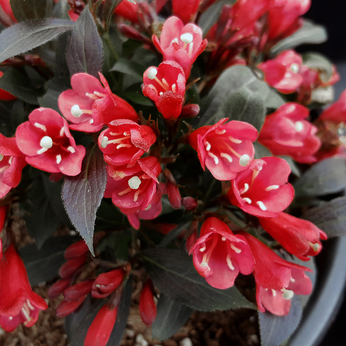 Electric Love | Weigela