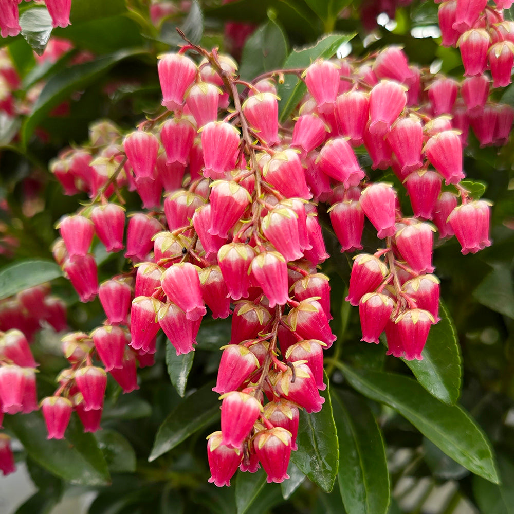 Interstella® Japanese Andromeda (Pieris japonica Interstella®)