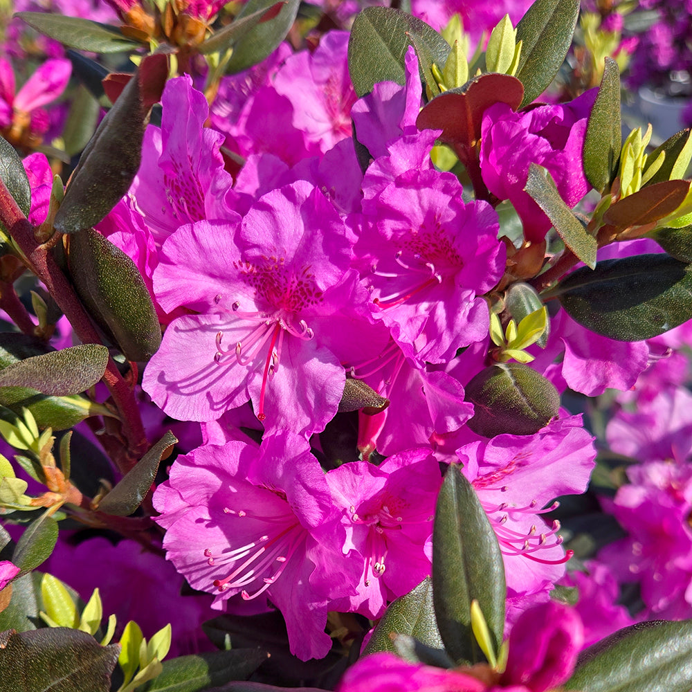 Black Hat Rhododendron (Rhododendron x 'Black Hat')