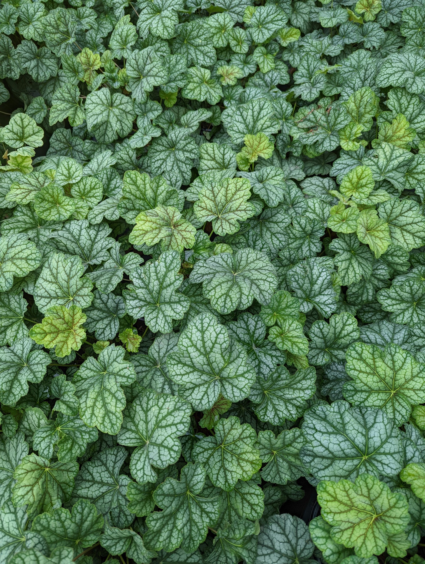 Green Spice | Coral Bells