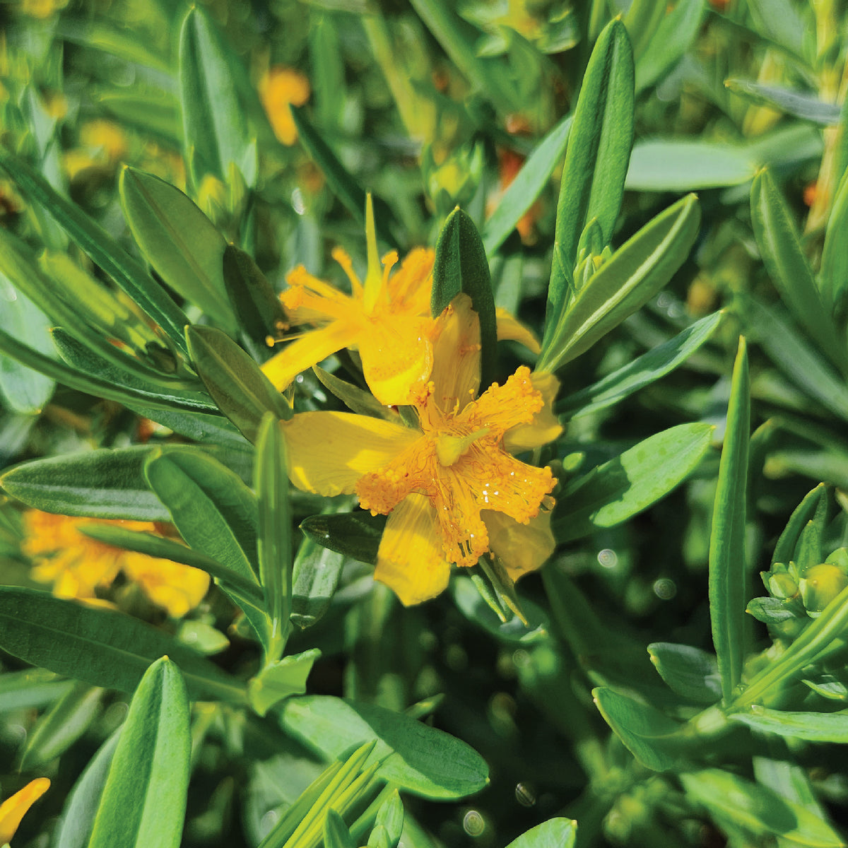Cobalt-n-Gold St. John's Wort (Hypericum kalmianum 'Cobalt-n-gold')