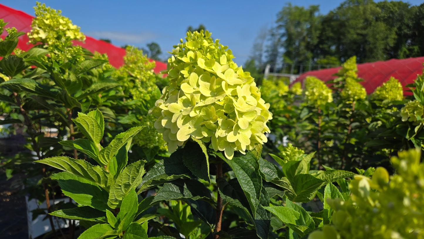 Limelight Prime® | Panical Hydrangea