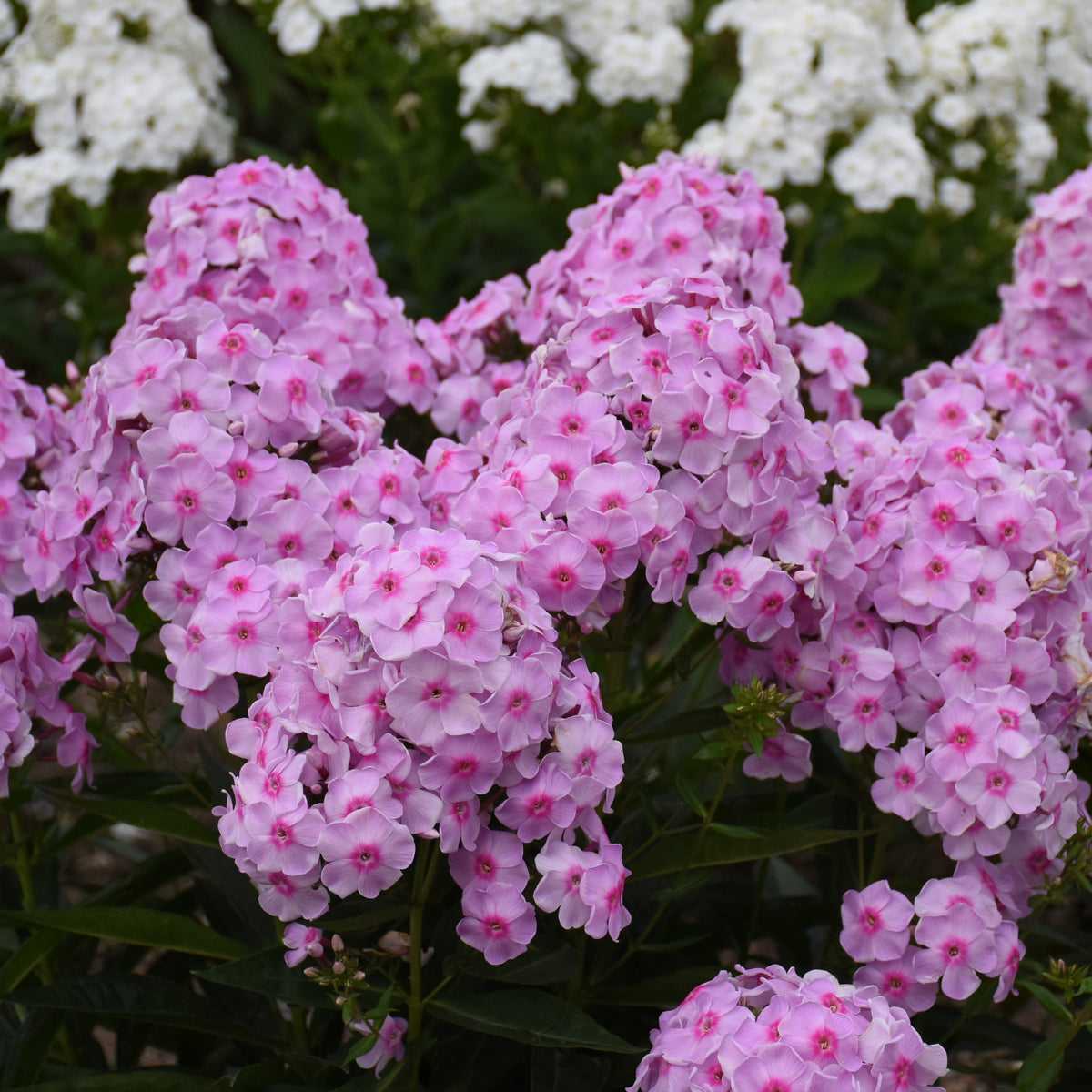 Luminary® Opalescence Tall Garden Phlox - photo 2