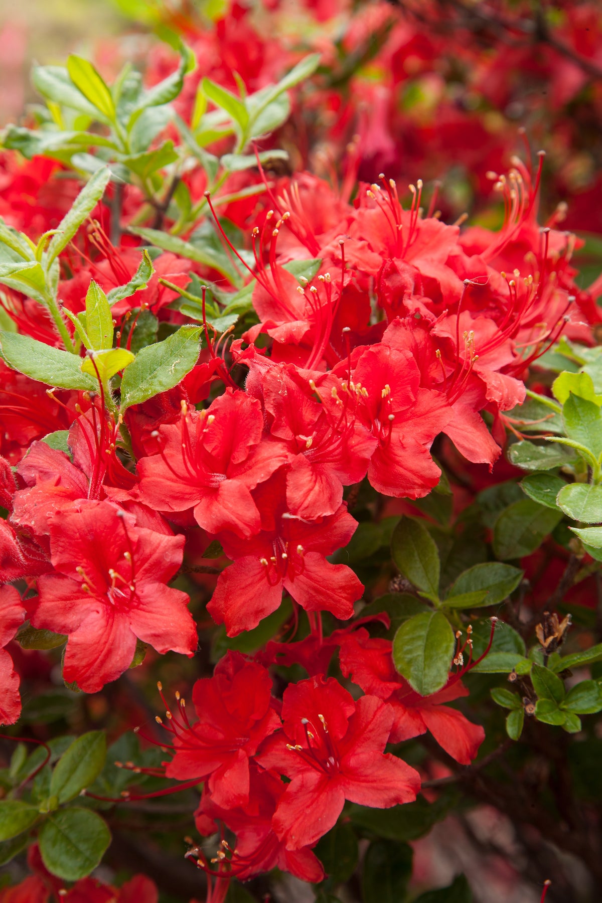 Electric Lights™ Red Azalea (Rhododendron Electric Lights™ Red)