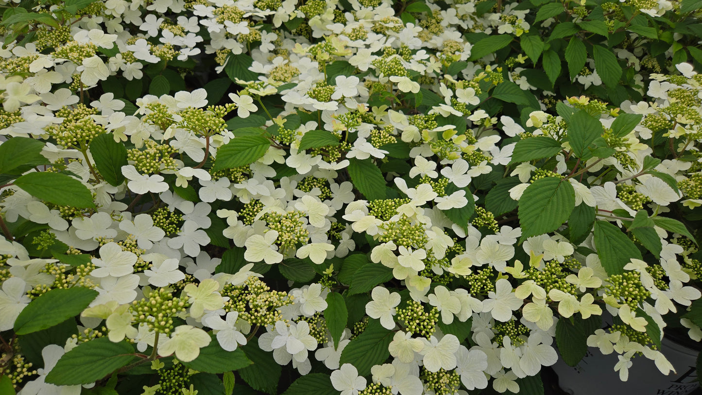 Steady Eddy® | Doublefile Viburnum