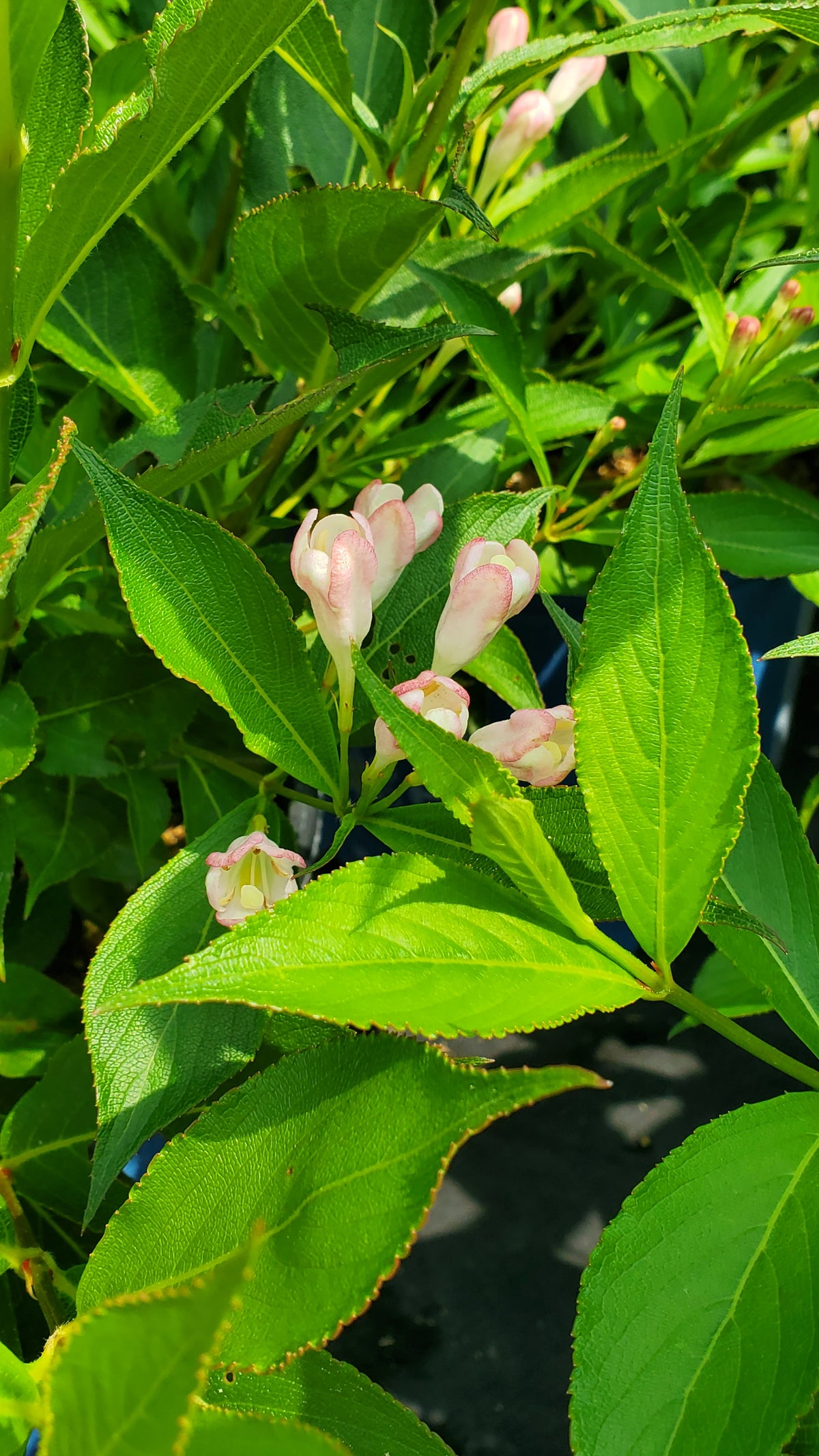 Peach Kisses Weigela (Weigela x 'Peach Kisses')