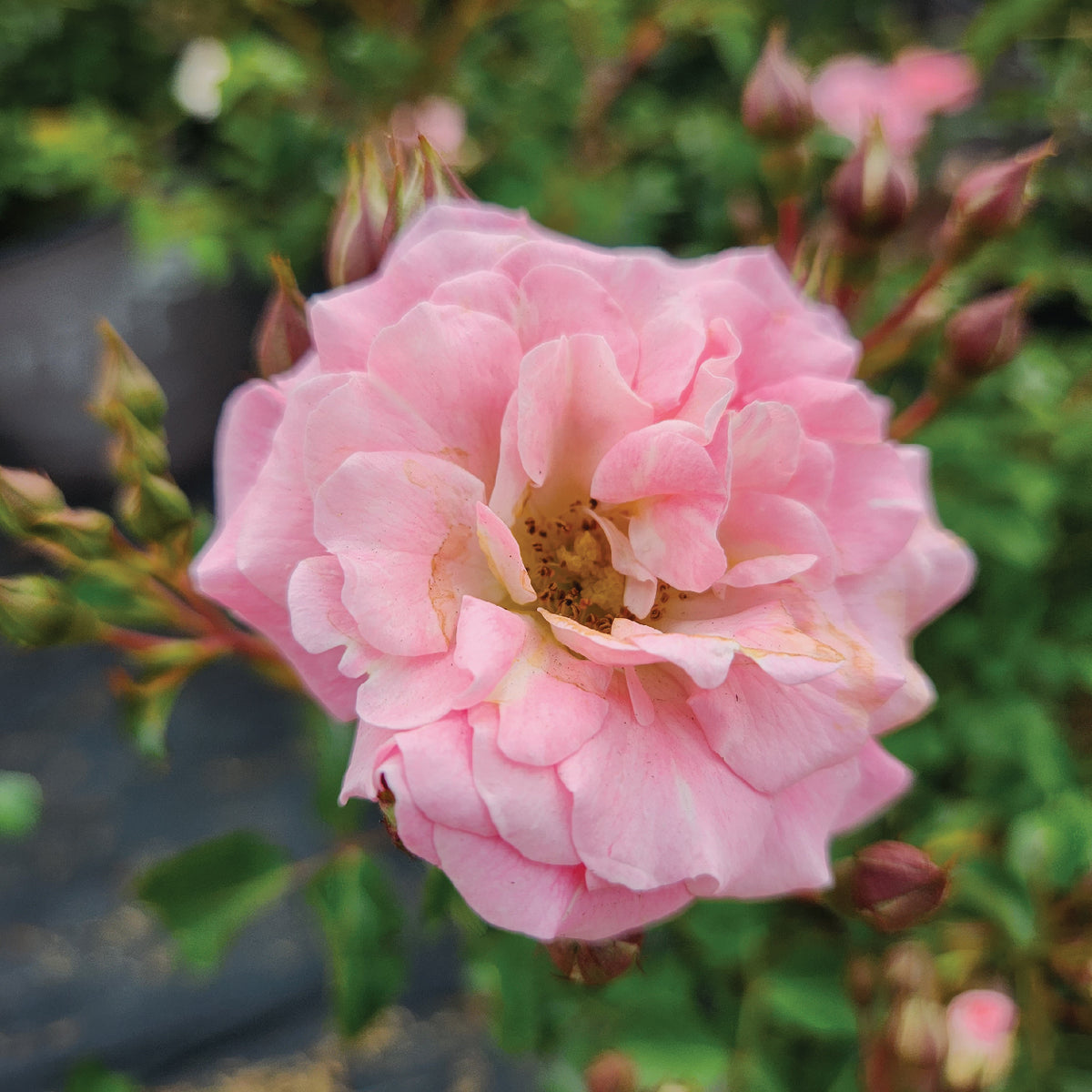 Drift® Blushing Rose (Rosa 'Drift Blushing')