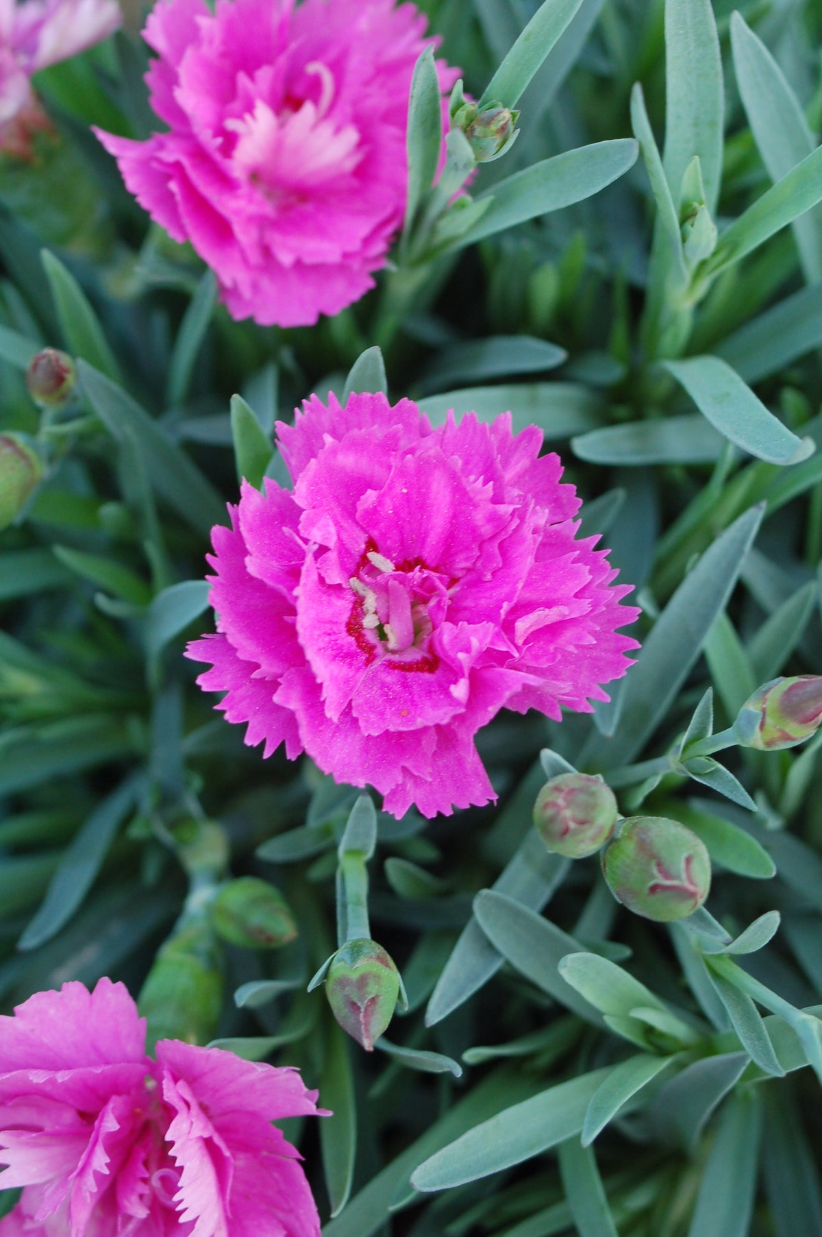 Everlast™ Orchid Dianthus (Dianthus everlast 'Orchid')