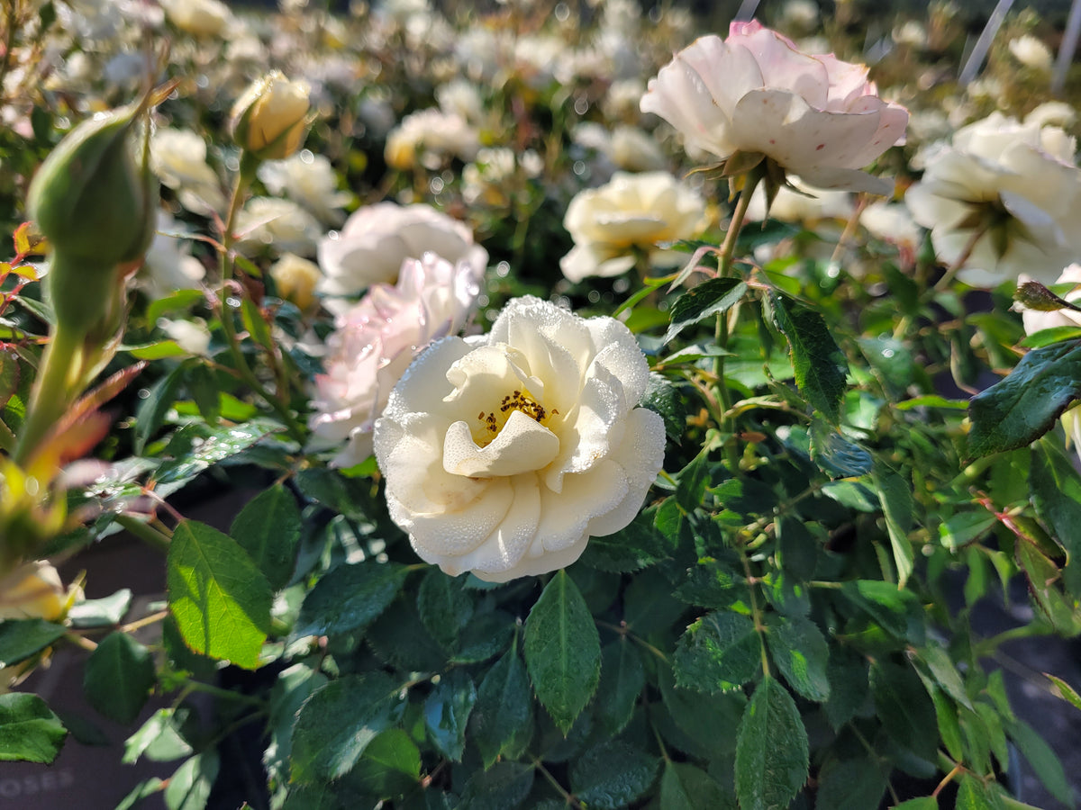 Drift® Buttercream Rose (Rosa 'Drift Buttercream')