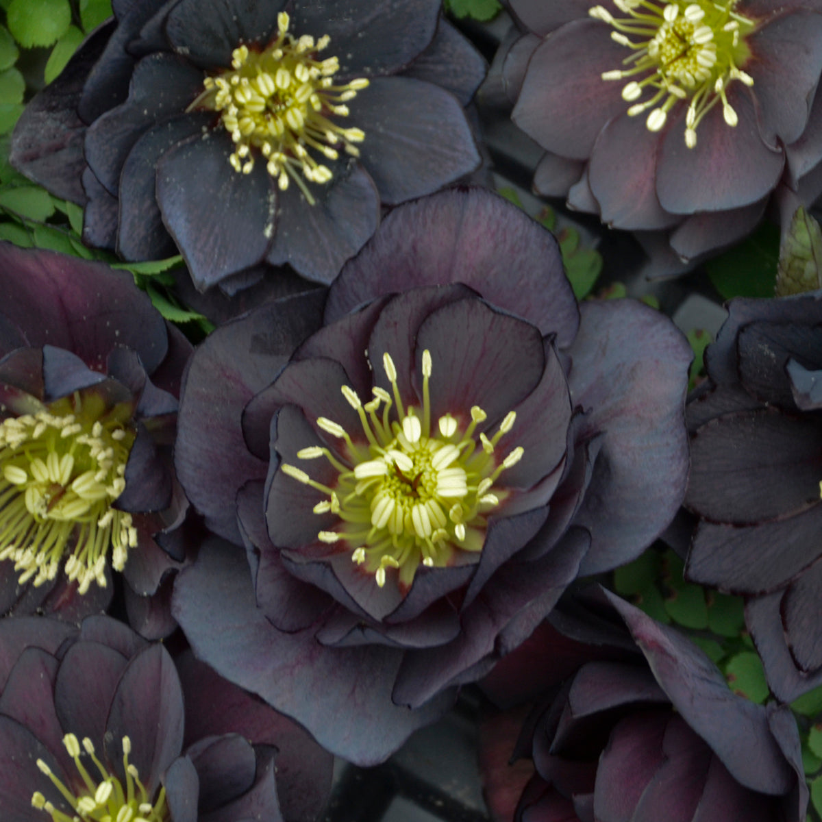 Dark and Handsome | Lenten Rose