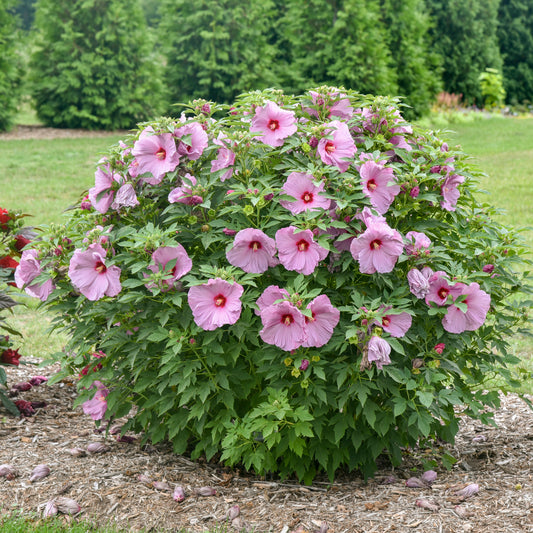 Summerific® Lilac Crush Hardy Hibiscus - photo 2