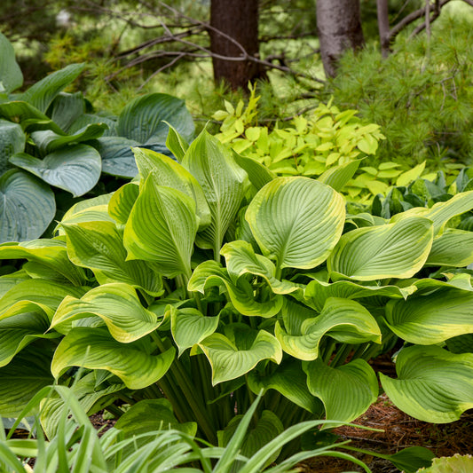 Shadowland® Lone Star Hosta - photo 2
