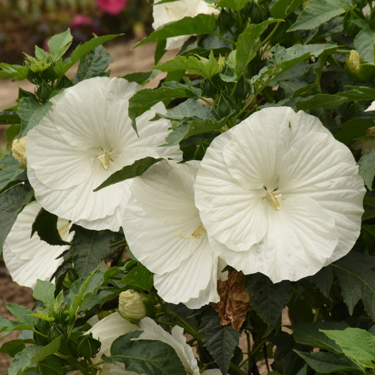 Marshmallow Moon Hardy Hibiscus - photo 2