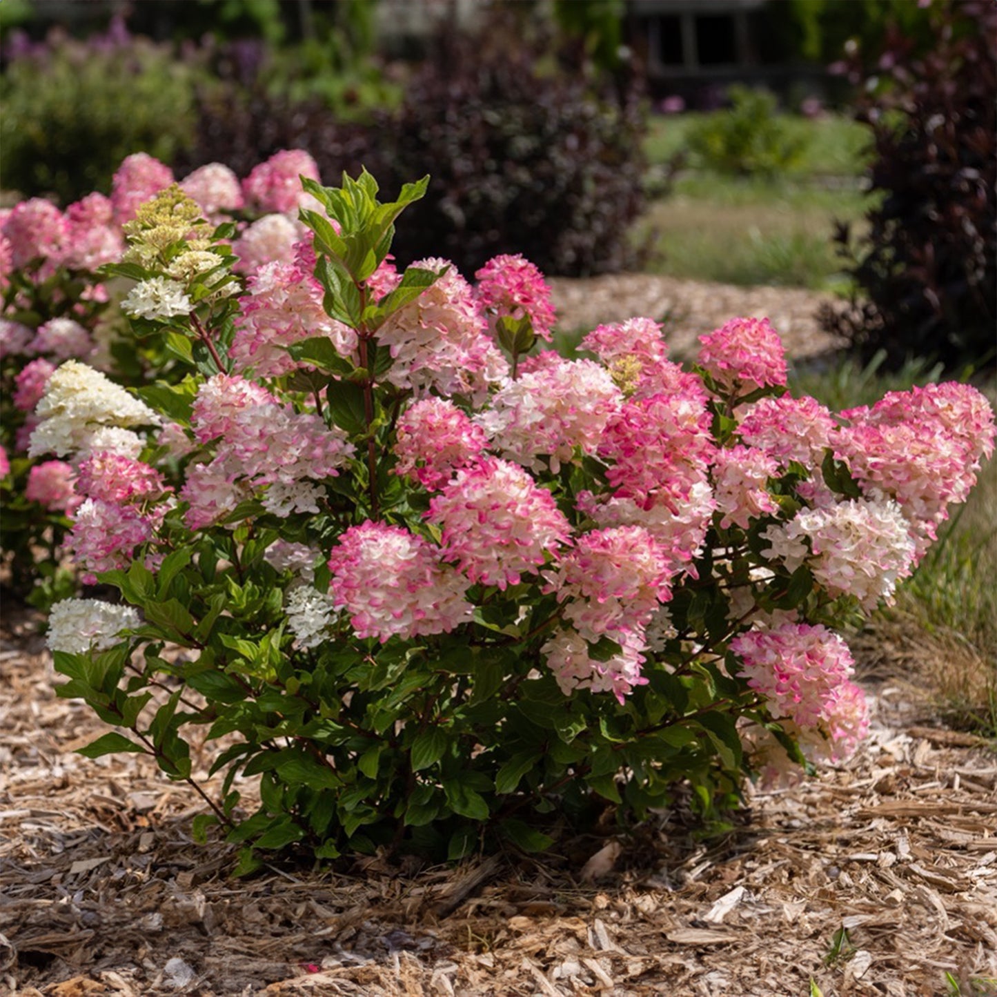 Spring Sizzle | Panical Hydrangea