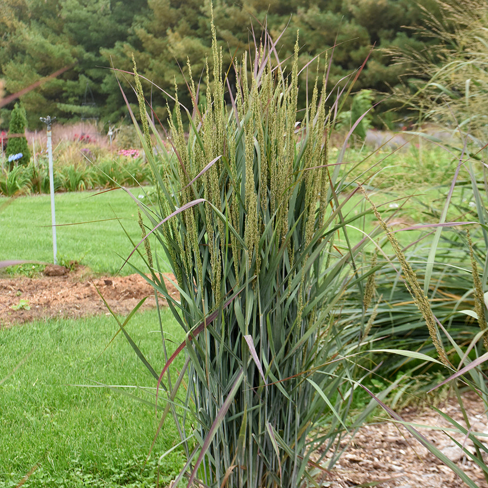 Prairie Winds® Blue Spear | Switch Grass