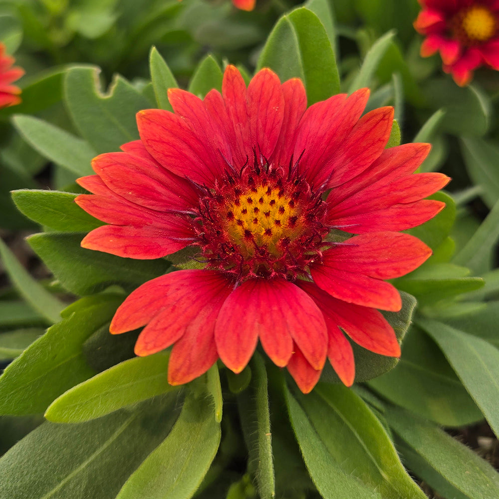 Gusto™ Paprika Blanket Flower (Gaillardia Gusto™ 'Paprika')