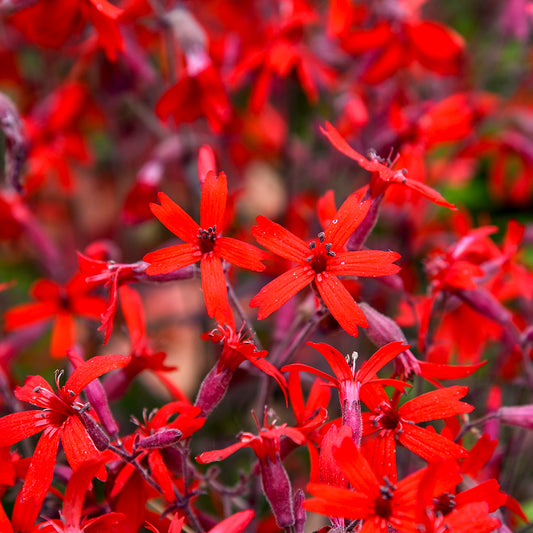 Jackson Valentine Catchfly - photo 2