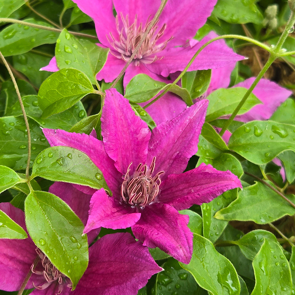 Bridgewater™ Clematis (Clematis Bridgewater™)
