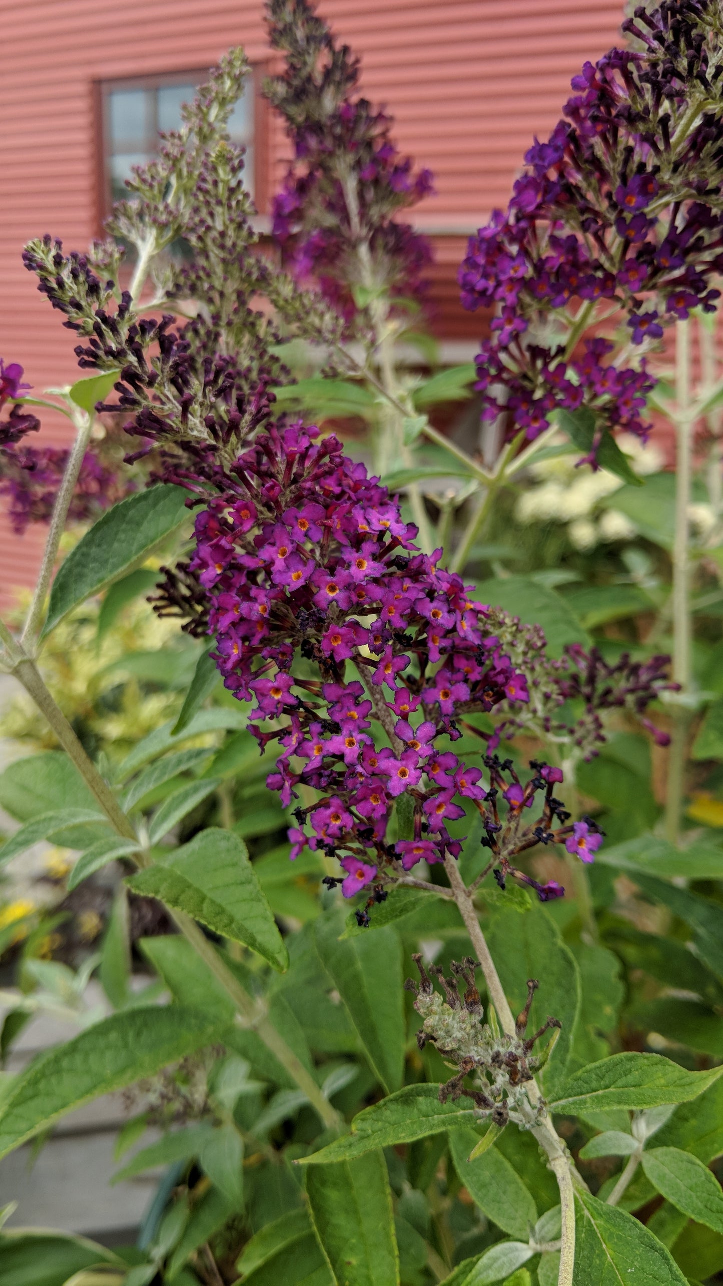 Monarch Dark Dynasty | Butterfly Bush