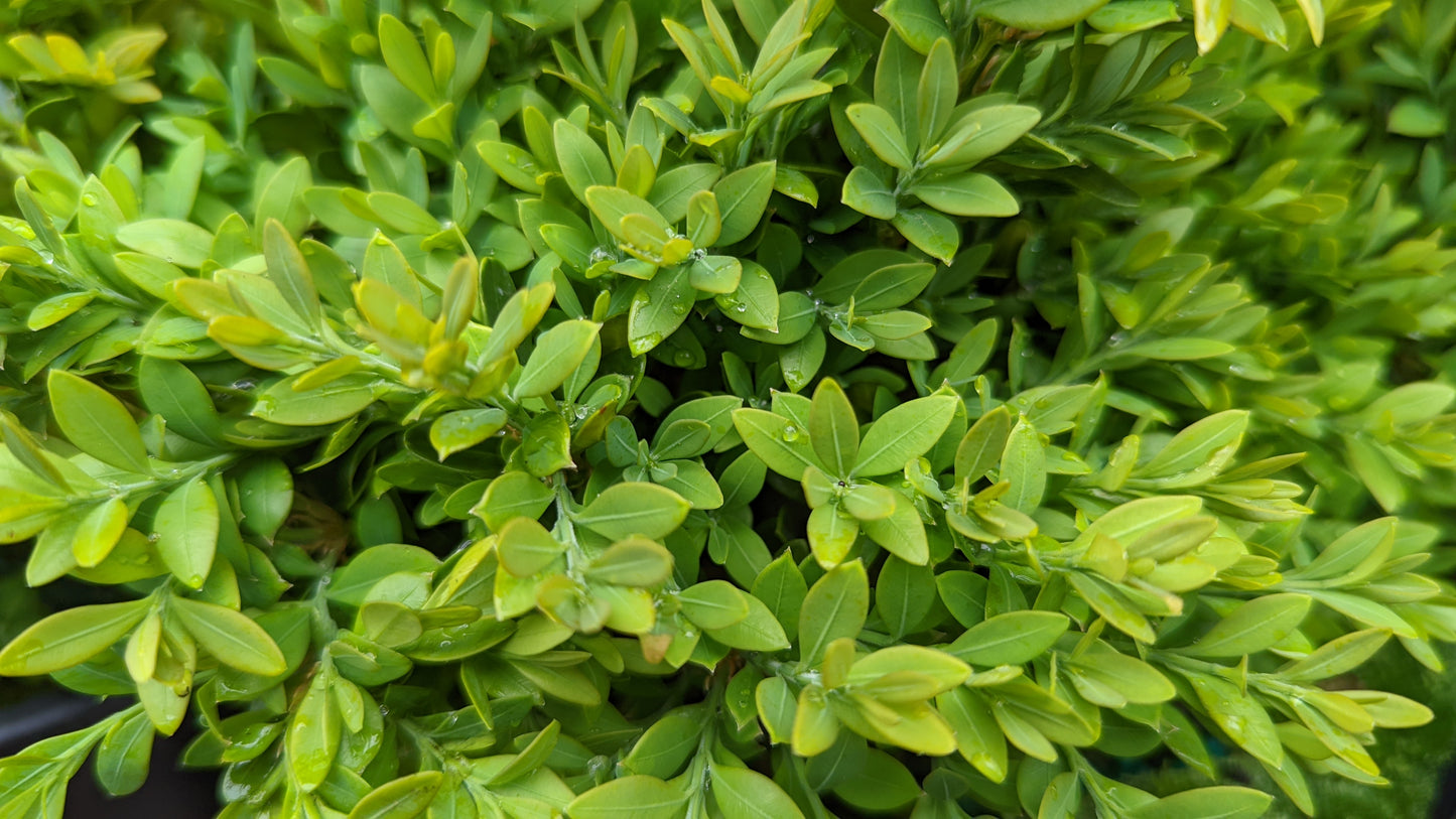 Green Gem | Boxwood