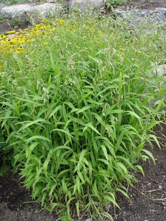 Northern Sea Oats - photo 2