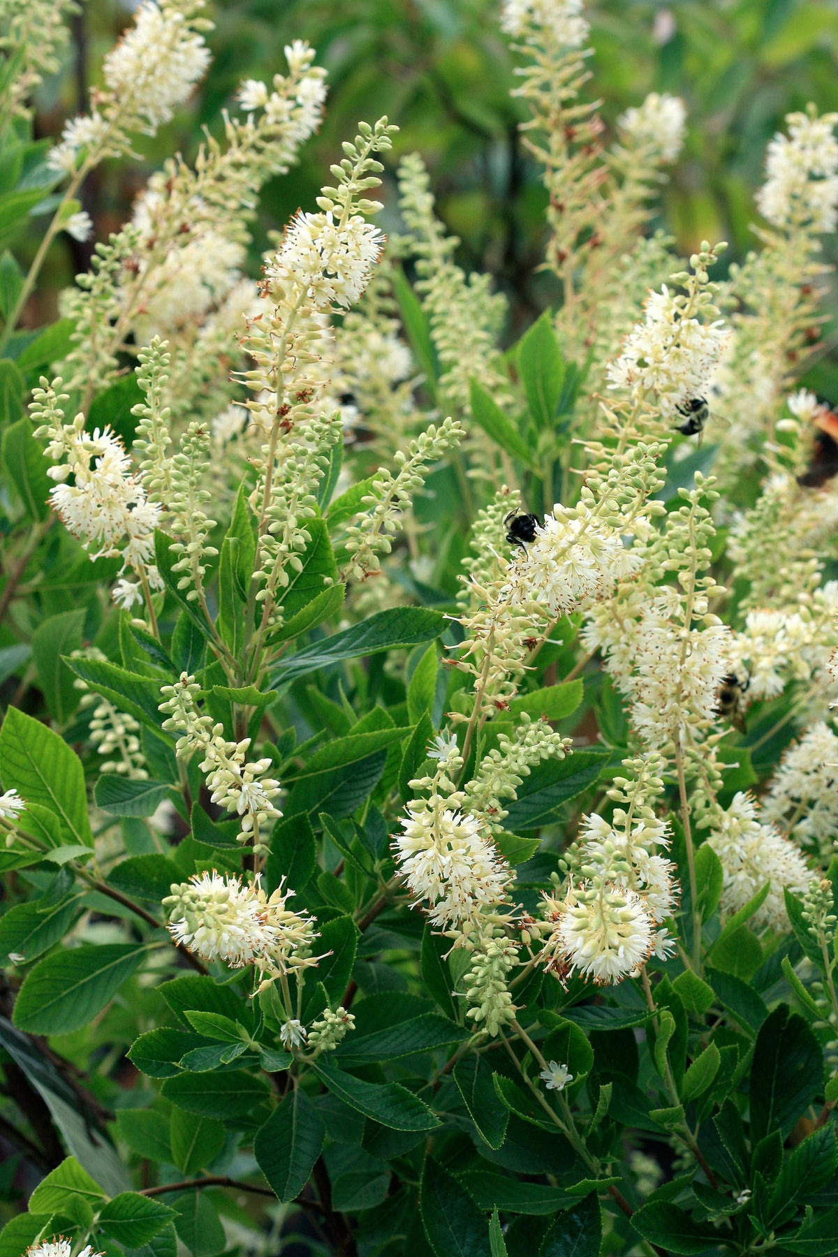 Hummingbird Summersweet (Clethra alnifolia 'Hummingbird')
