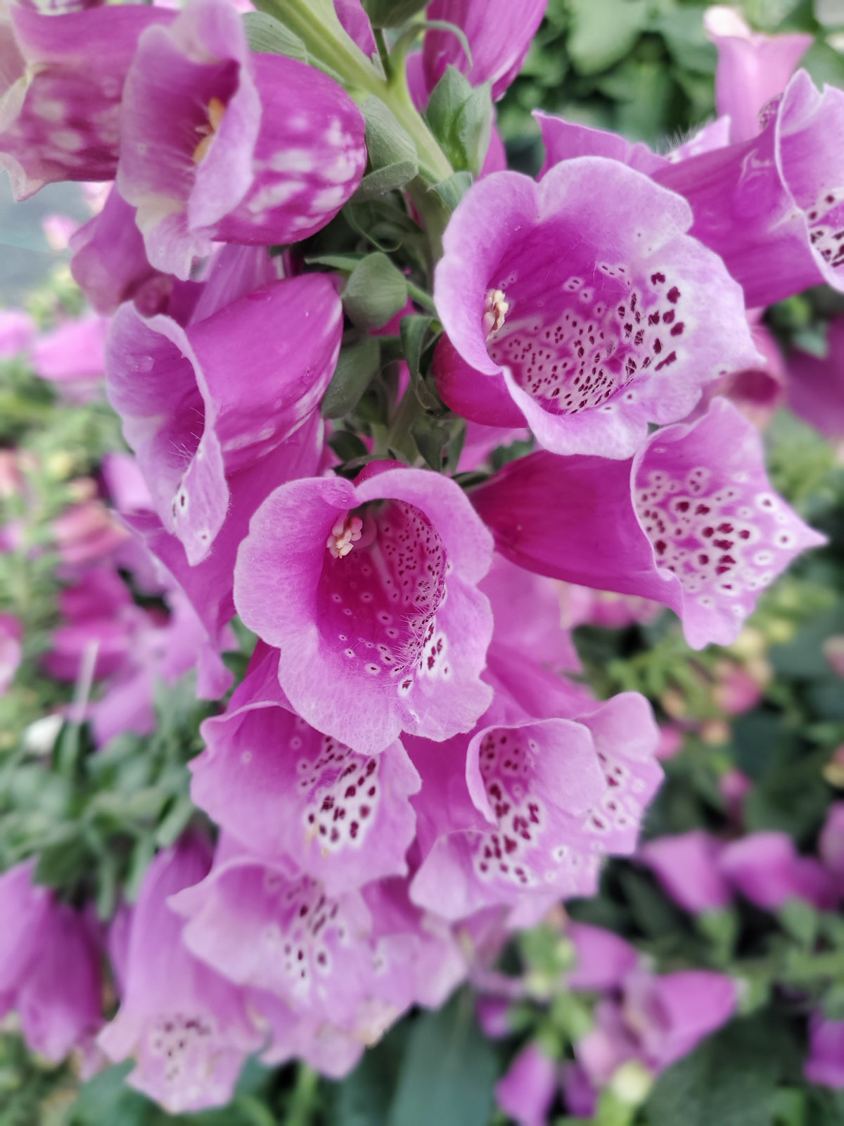Dalmation Purple Foxglove (Digitalis purpurea 'Dalmatian Purple')