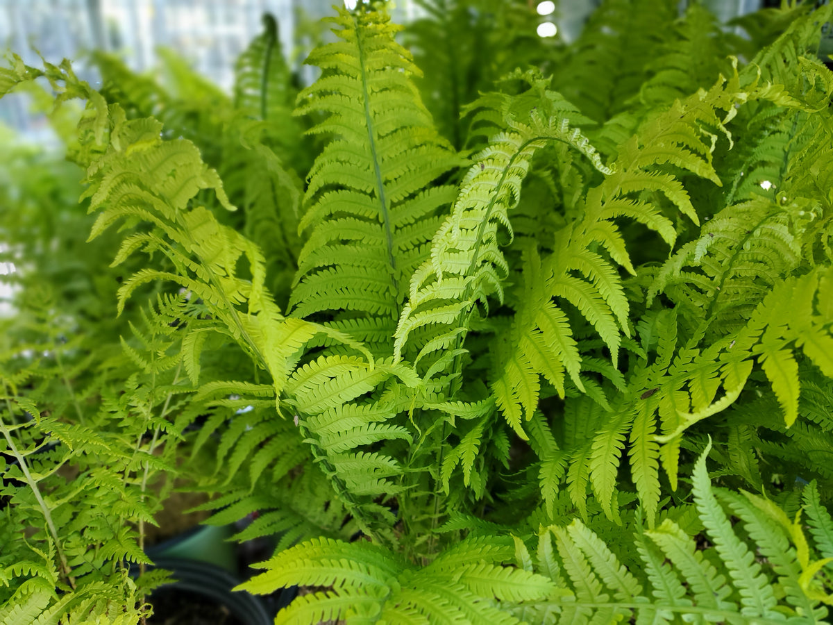 Leather Wood Fern (Dryopteris marginalis)