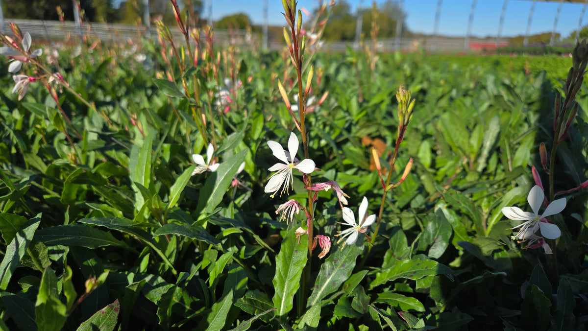 Sparkle White Beeblossom (Gaura 'Sparkle White')
