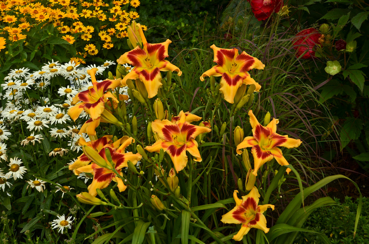 Rainbow Rhythm® Tiger Swirl Daylily (Hemerocallis rainbow rhythm 'Tiger Swirl')
