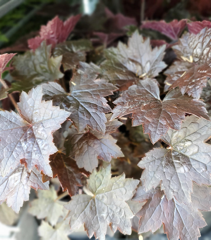 Blackout | Coral Bells