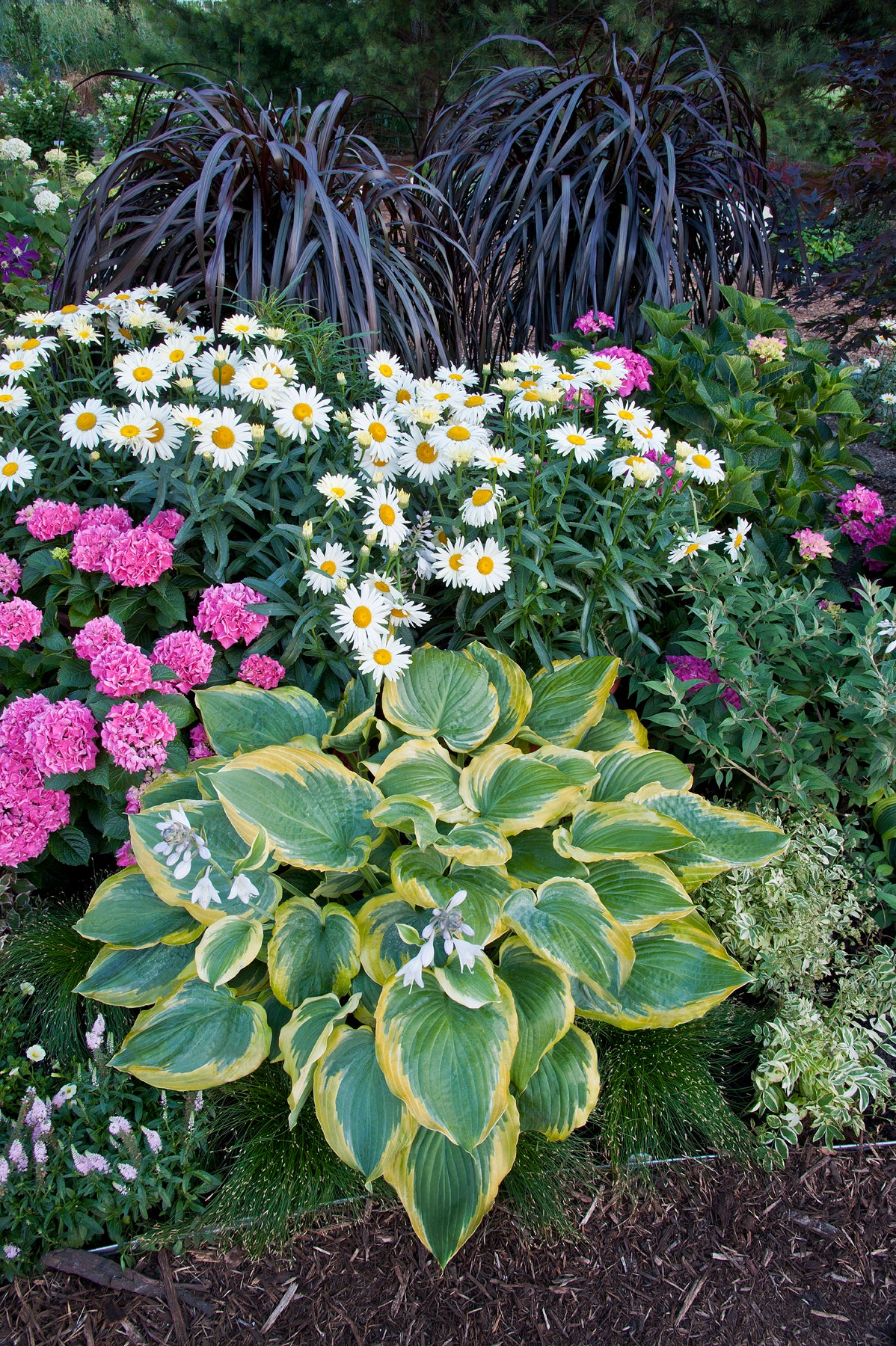Seducer® Hosta - photo 2