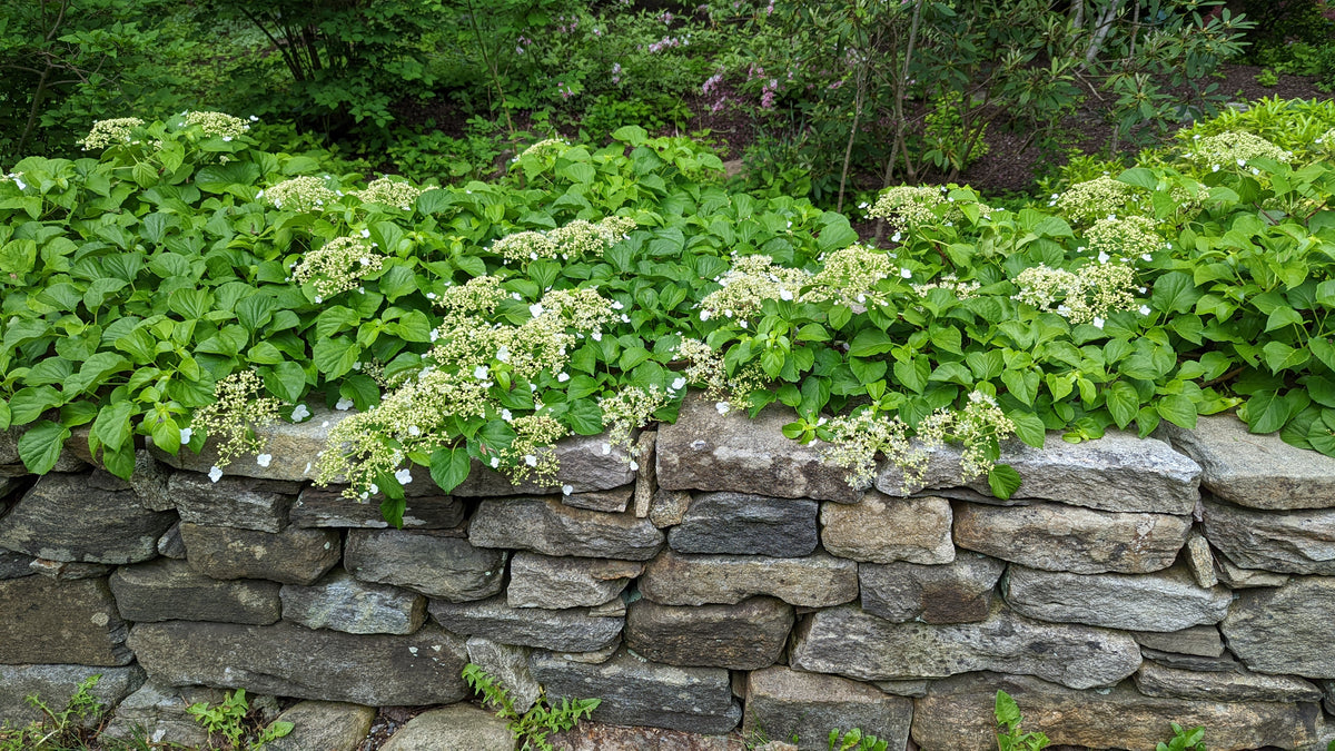 Climbing Hydrangea - photo 2