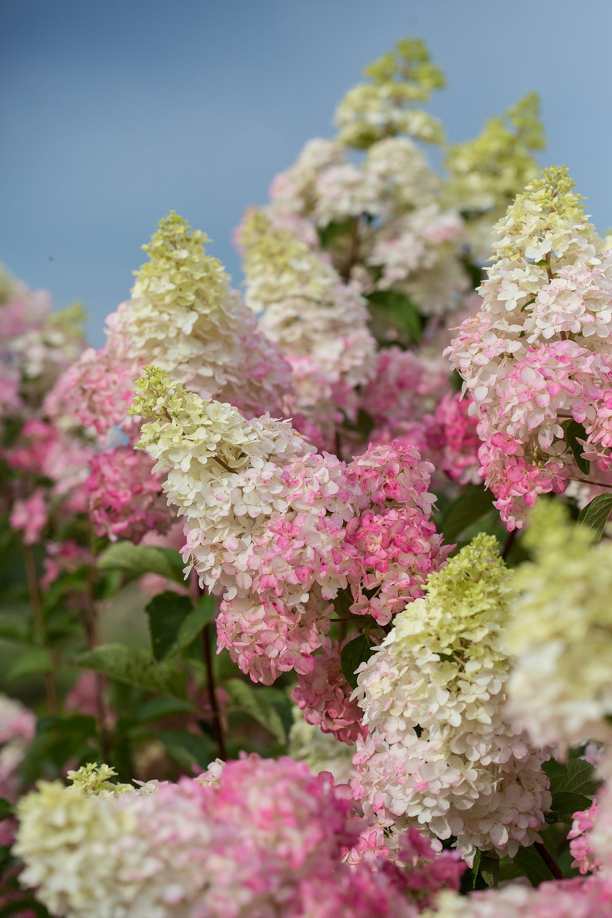 Berry White Panicle Hydrangea - photo 2