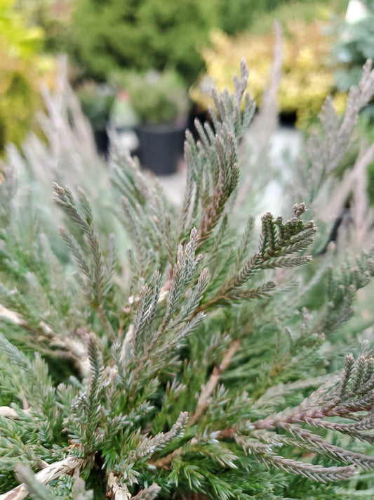 Bar Harbor Juniper - photo 2
