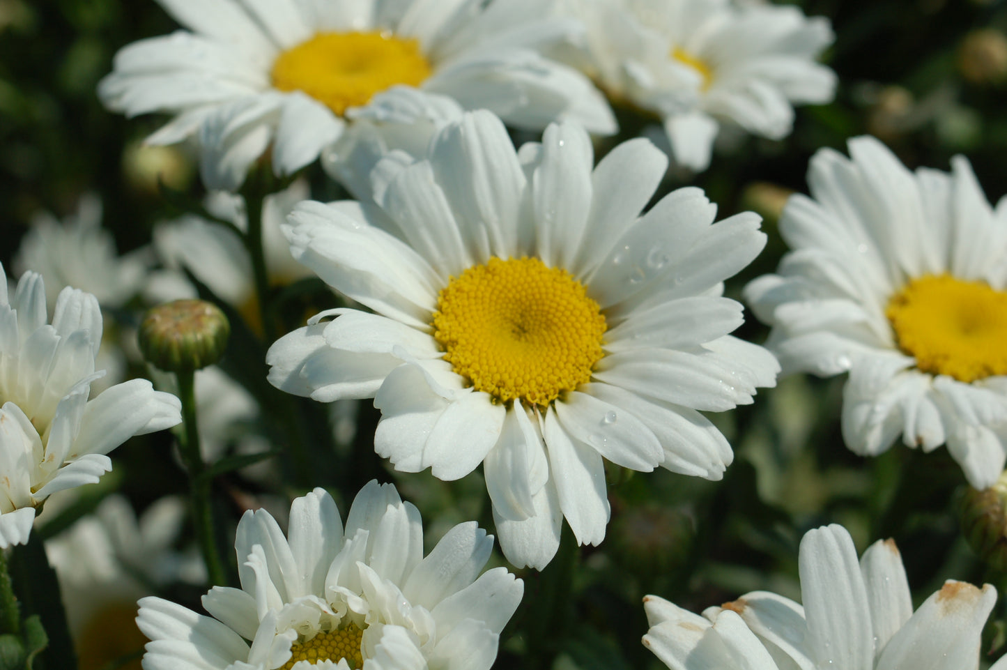 Amazing Daisies® Daisy May | Shasta Daisy