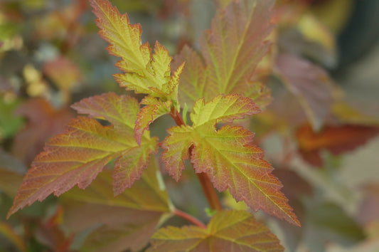 Summer Wine® Ninebark - photo 2
