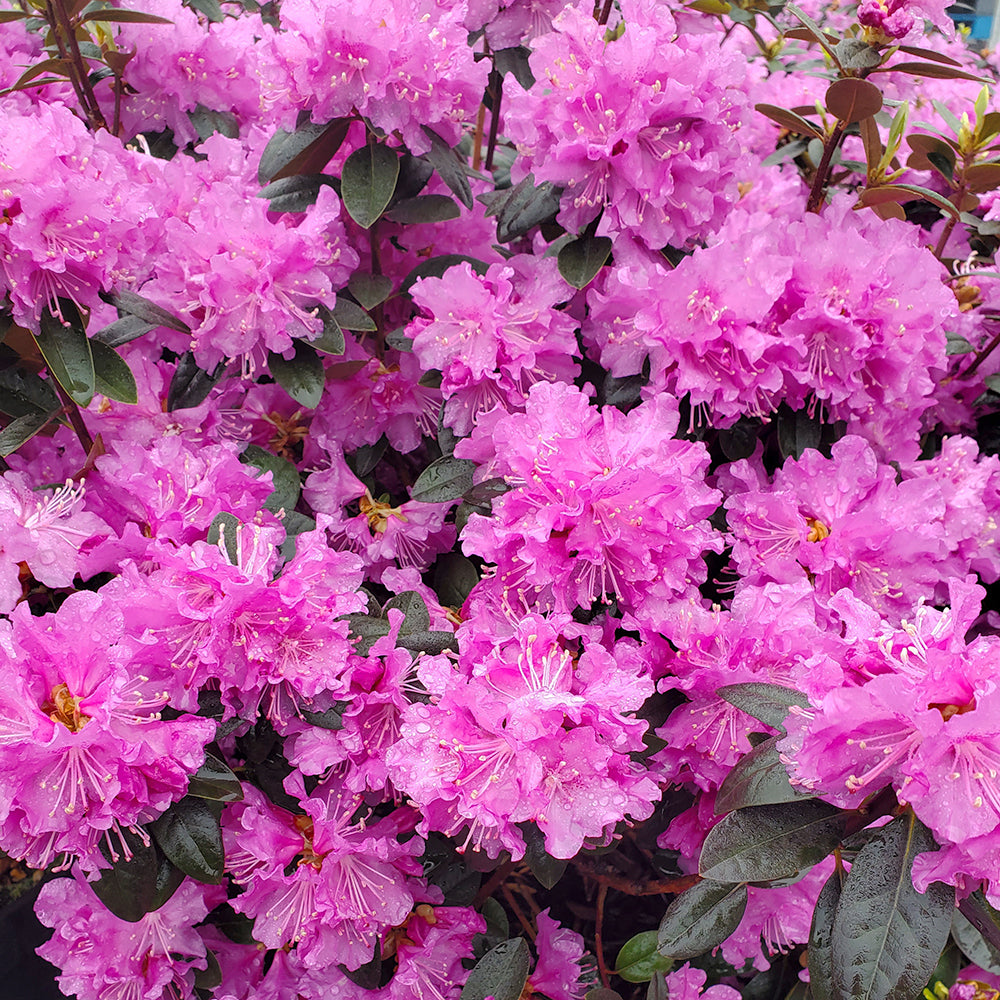 Pjm Elite Rhododendron - photo 2