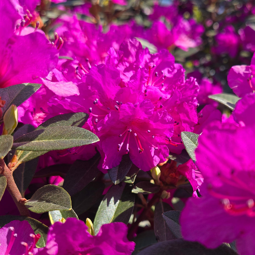Pjm Elite Star Rhododendron (Rhododendron x 'Pjm Elite Star')
