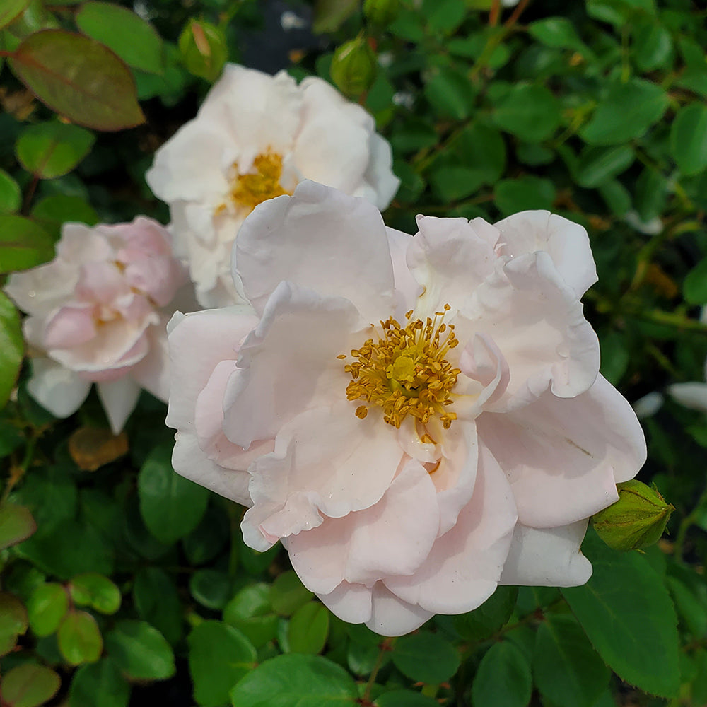 New Dawn | Climbing Rose