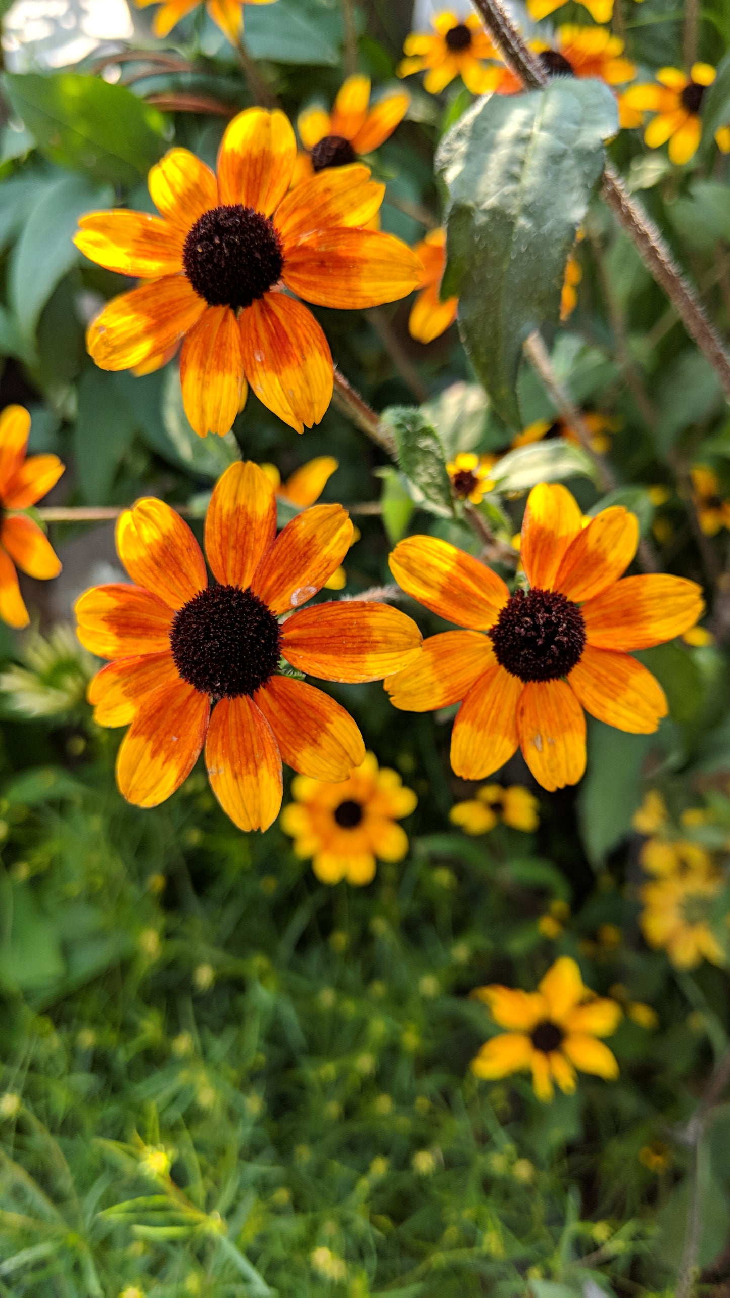 Prairie Glow | Black-Eyed Susan
